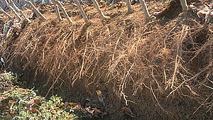 seconda immagine della sezione chi siamo